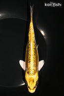 7.5" KIN KIKOKURYU