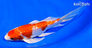 7" GINRIN HARIWAKE BUTTERFLY