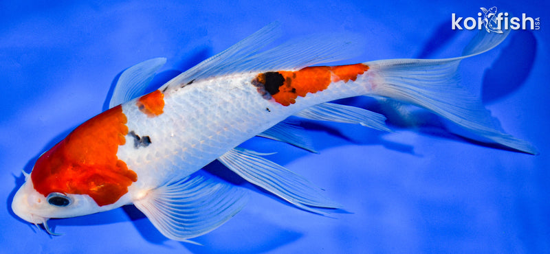 8.5" SANKE BUTTERFLY