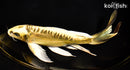 10.25" KIN KIKOKURYU BUTTERFLY