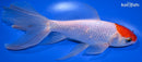 6.5" WATONAI GOLDFISH
