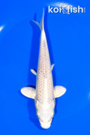 6.5" MUKASHI OGON