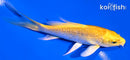 4.5" GINRIN YAMABUKI OGON BUTTERFLY