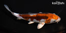 6.25" DOITSU OCHIBA SHIGURE