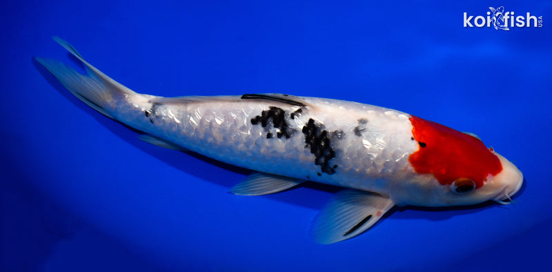 12.75" GINRIN SANKE