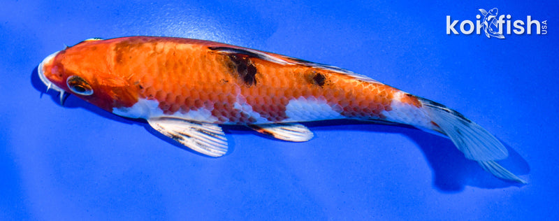 5.5" YAMATO NISHIKI