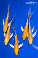PACK OF (5) 4-5" YAMABUKI OGON BUTTERFLY KOI