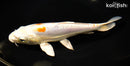 8" KIKUSUI
