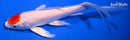 6.25" TANCHO HARIWAKE BUTTERFLY