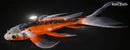 9.75" HI SHUSUI BUTTERFLY