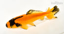 5.25" WAKIN GOLDFISH