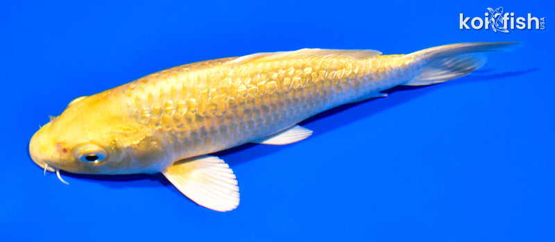7.25" GINRIN YAMABUKI OGON