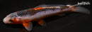 6.75" ASAGI