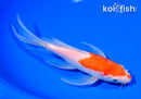 7" KOHAKU BUTTERFLY