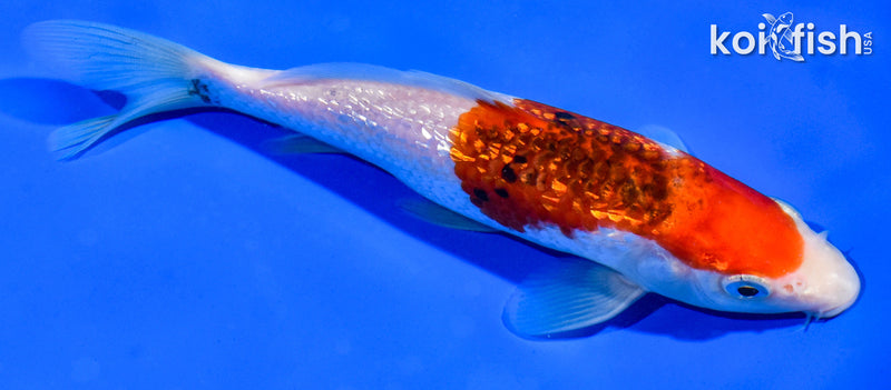 6.5" GINRIN GOROMO