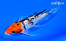 7" GINRIN SANKE BUTTERFLY