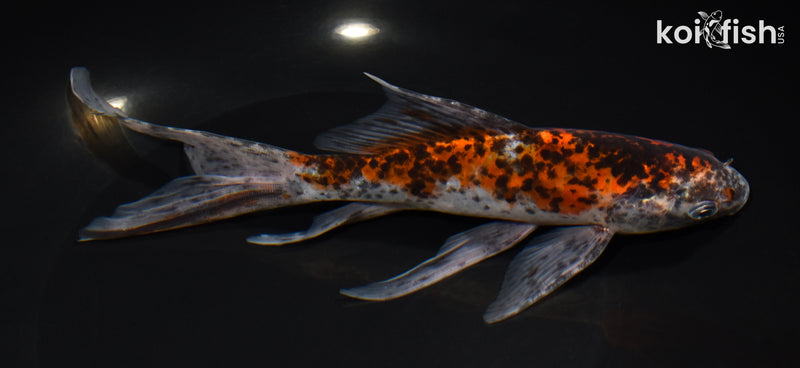 8.5" SHUBUNKIN GOLDFISH