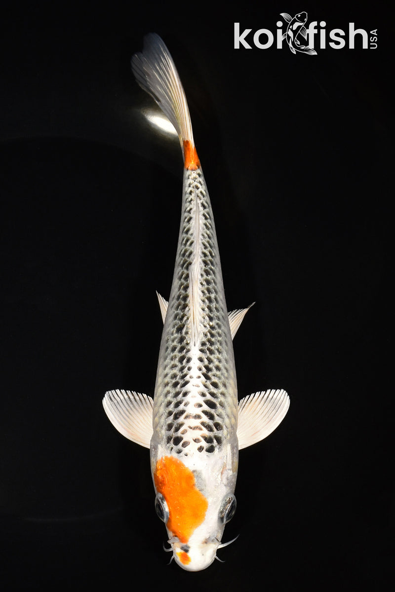 8.25" KUJAKU