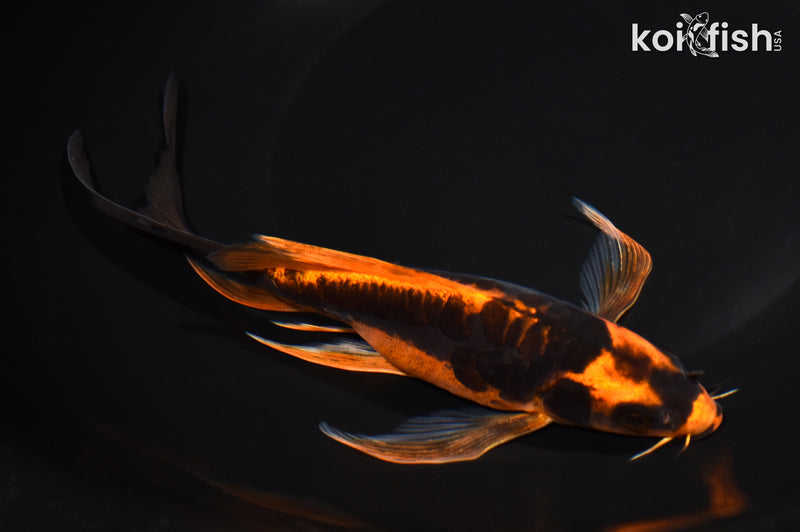 7.75" ARAGOKE BENI KIKOKURYU BUTTERFLY