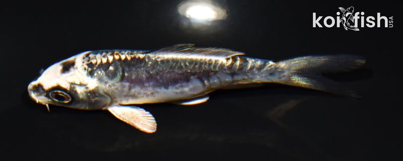 4.5" ARAGOKE BENI KIKOKURYU
