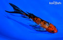 5.75" SANKE BUTTERFLY