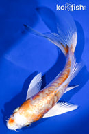 5.5" ARAGOKE HARIWAKE BUTTERFLY