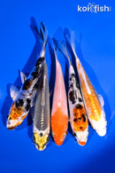 PACK OF (5) 4-5" STANDARD KOI