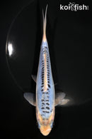 6.25" SHUSUI