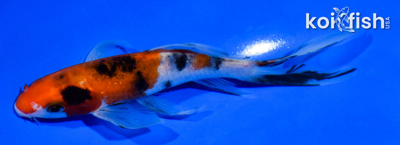 5.5" SANKE BUTTERFLY