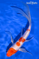 7.5" GINRIN HARIWAKE BUTTERFLY