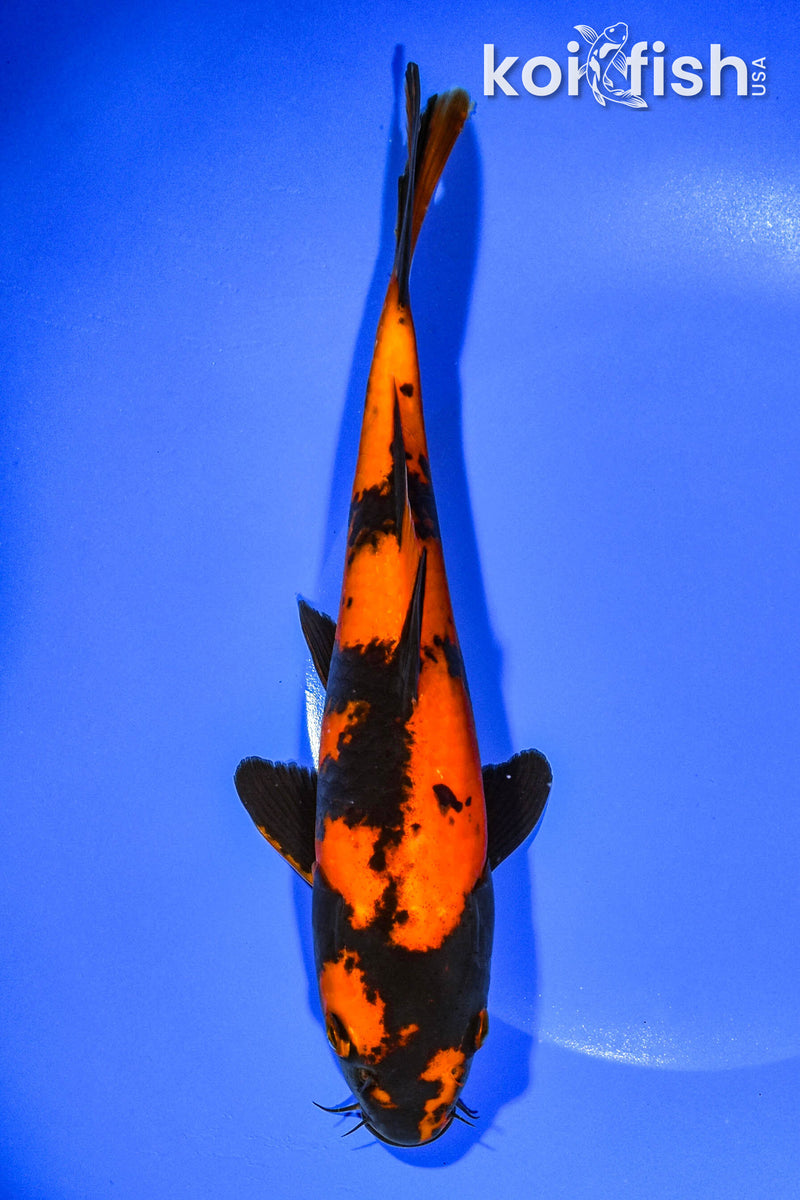9.25" HI UTSURI