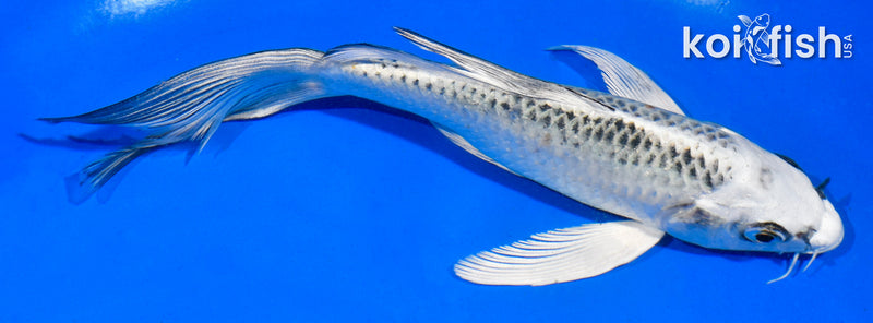 6" GIN MATSUBA BUTTERFLY