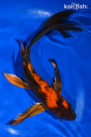 9.25" KIN HI UTSURI BUTTERFLY