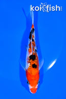 5.75" GINRIN SANKE