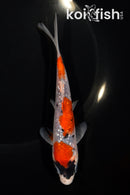 6" GINRIN GOSHIKI SANKE