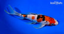 9" SANKE BUTTERFLY