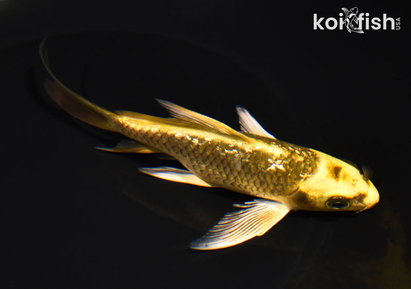 5.5" GINRIN KI MATSUBA BUTTERFLY