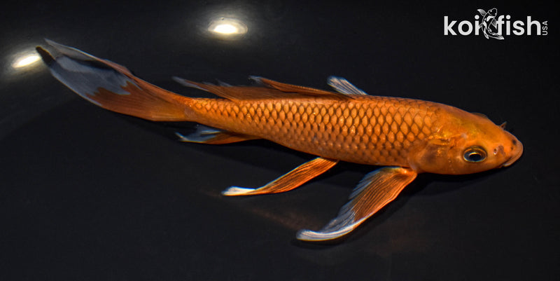 7.25" CHAGOI BUTTERFLY