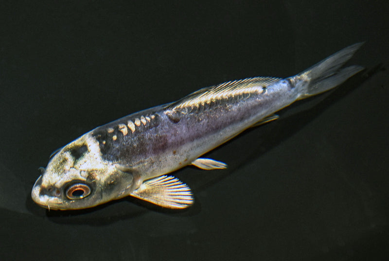 5" KIKOKURYU