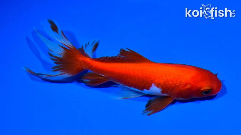 5.5" WAKIN GOLDFISH