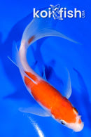 6.75" KOHAKU BUTTERFLY