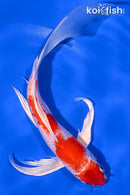 8" HARIWAKE BUTTERFLY