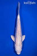 7.25" GINRIN PLATINUM OGON