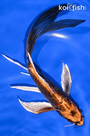 7.75" BENI KIKOKURYU BUTTERFLY