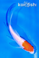 4.5" GINRIN KOHAKU BUTTERFLY