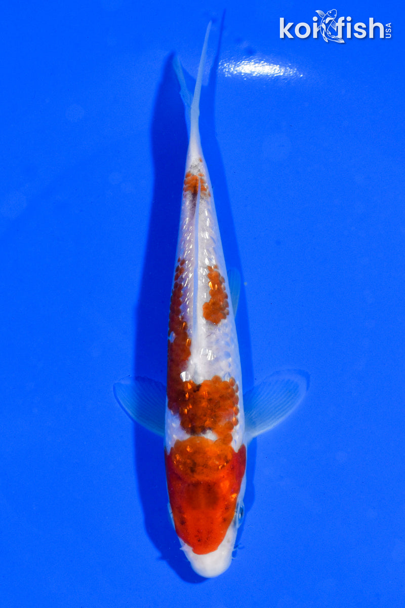 5" GINRIN GOROMO