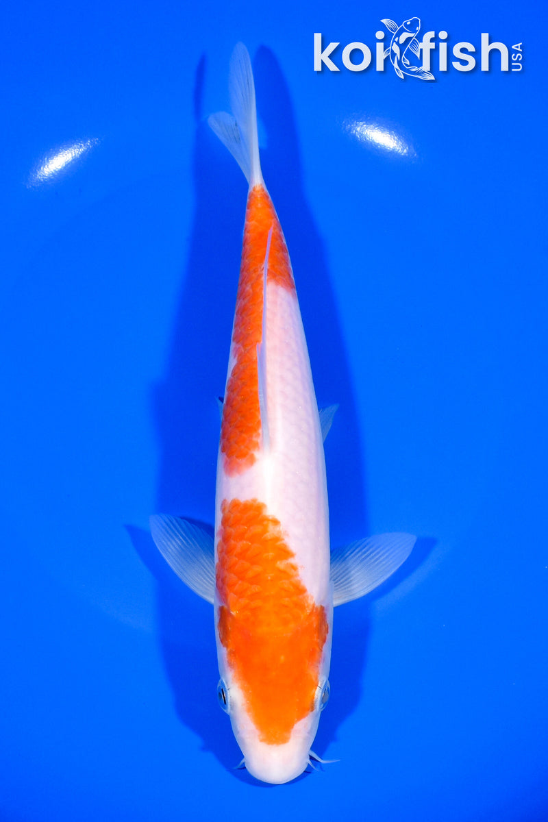 8.5" KOHAKU