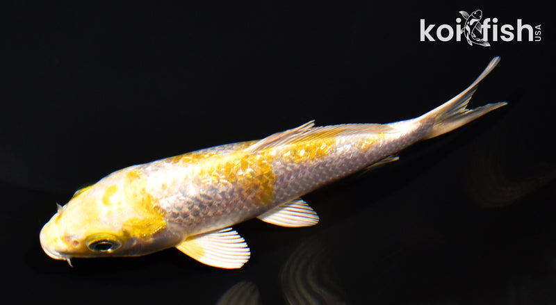 4.75" GINRIN LEMON HARIWAKE