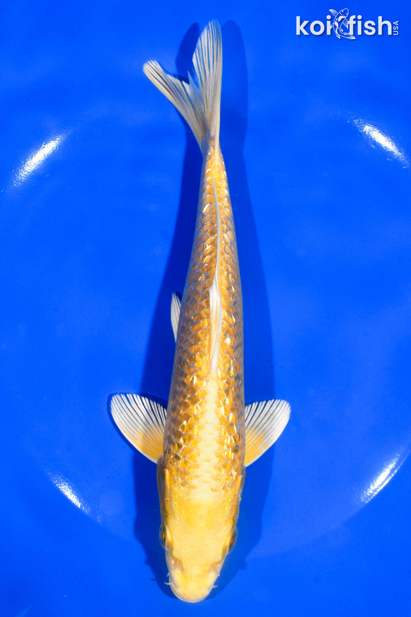 7.5" GINRIN YAMABUKI OGON