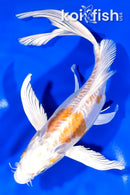 8.75" DOITSU HARIWAKE BUTTERFLY